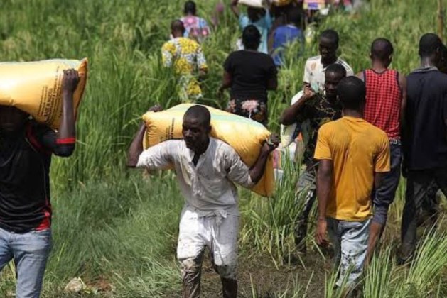 Kebbi in Chaos: Residents Loot Warehouses as Food Crisis Bites