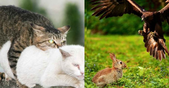 Can-rabbits-mate-with-cats-Is-it-true-about-Cabbits