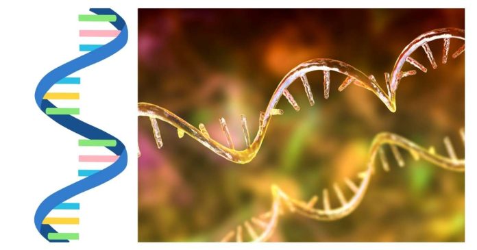 Unlike DNA, Does RNA contain the nitrogenous base?