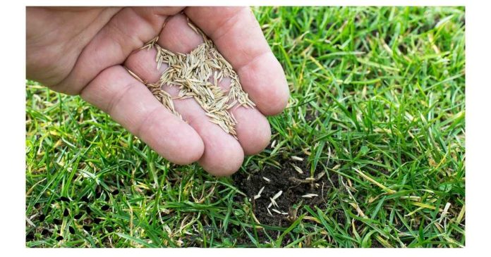 How long does it take to grow grass from seeds?