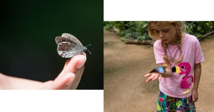 Is there a meaning behind a butterfly landing on you?