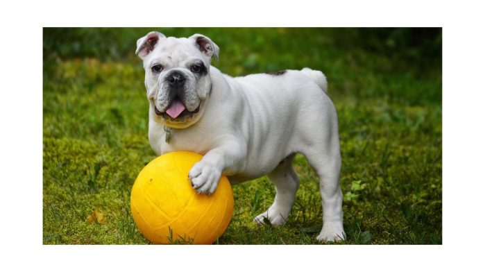 Pitbull mixed with an English Bulldog