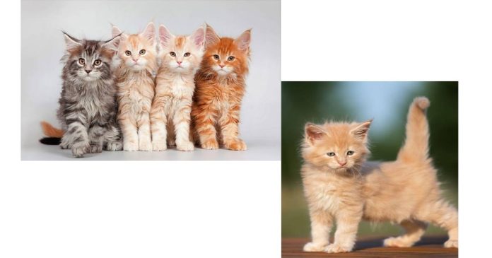 What's a reasonable price for Maine coon kittens?