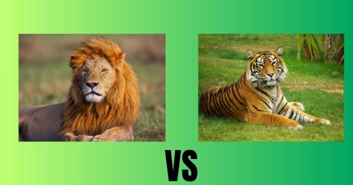 Who will win a fight between a tiger and a lion?