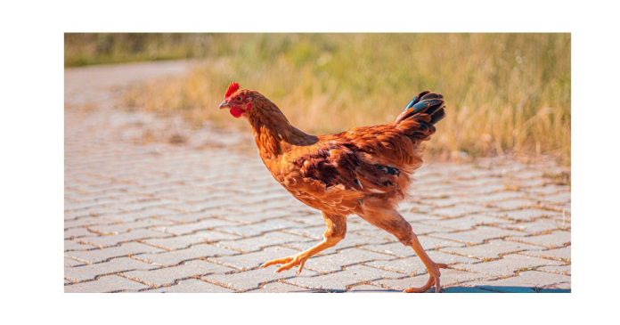 Why did the chicken cross the road?