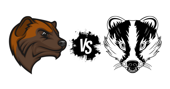 Wolverine vs Badger What's the Difference