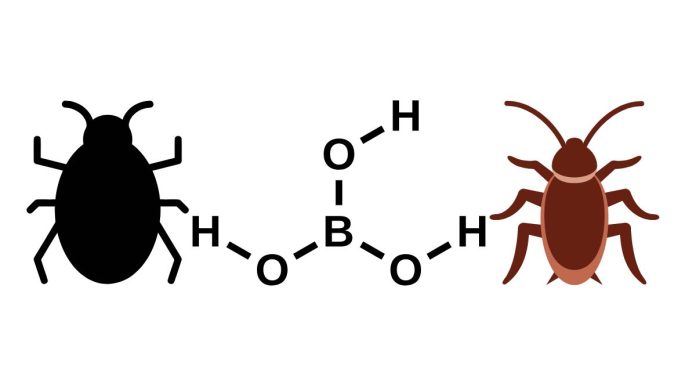 Am I Doing Something Wrong if I’m Still Finding Big Roaches After a Week of Using Boric Acid?