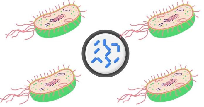 How many kingdoms are there in the domain Archaea?