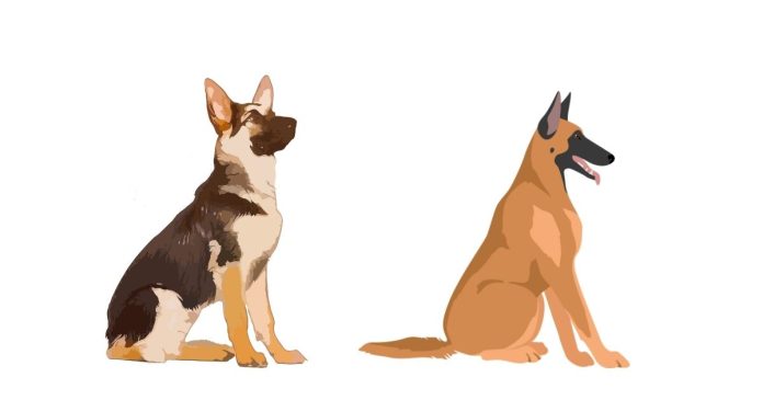 Are there any benefits of owning a Belgian Malinois dog?