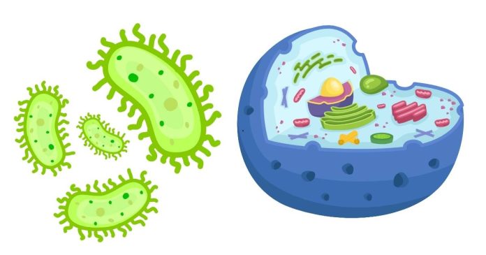 Bacterial Cell vs Animal Cell: What's the Difference?