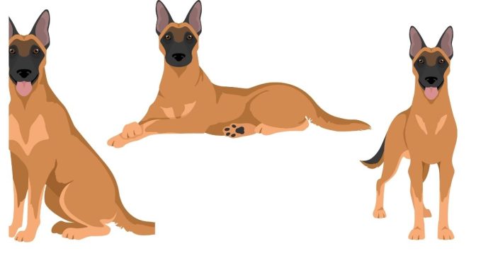 Are there many dog breeds that resemble Belgian Malinois?