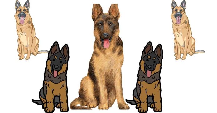 What is the average lifespan of a German shepherd dog?