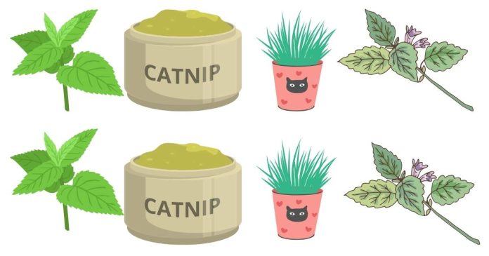 My Sister Bought Me a Catnip Plant. Do I Just Let My Cats Eat It?