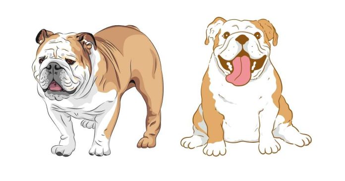 Can I breed my English bulldog with an old English bull?