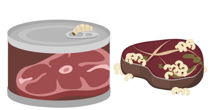 Can maggots grow on pork in sealed container?