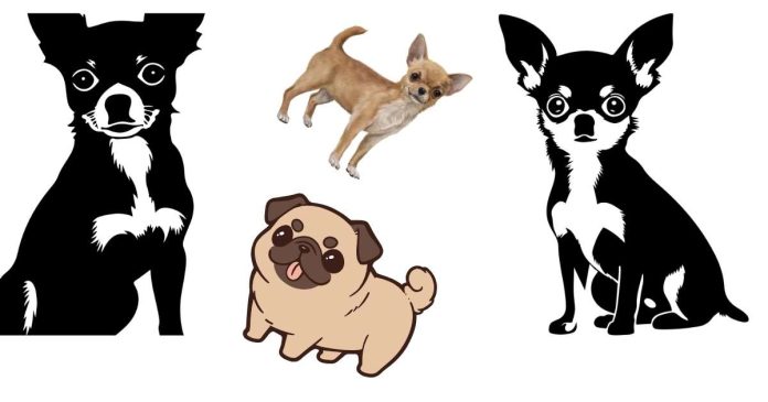 What does a chihuahua pug mix look like?