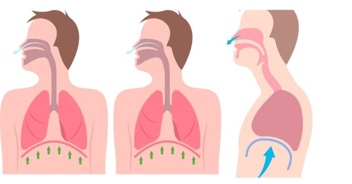 What parts of the human body start with “D”?