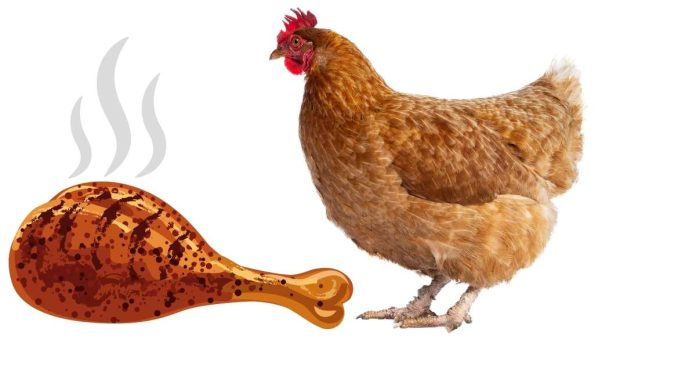 What is the difference between chicken and hen meat?