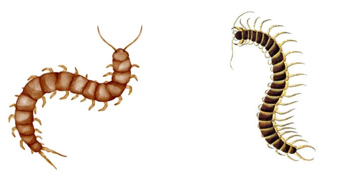 Do Centipedes Eat Live Prey Or Dead Prey