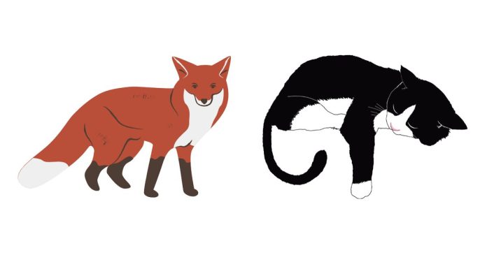 Do Foxes Eat Cats? Should I Be Worried?