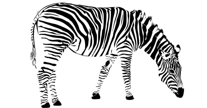 Does zebra have a long vowel sound in the first syllable?