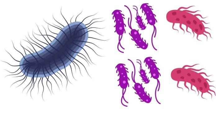 What kingdom do Escherichia coli belong?