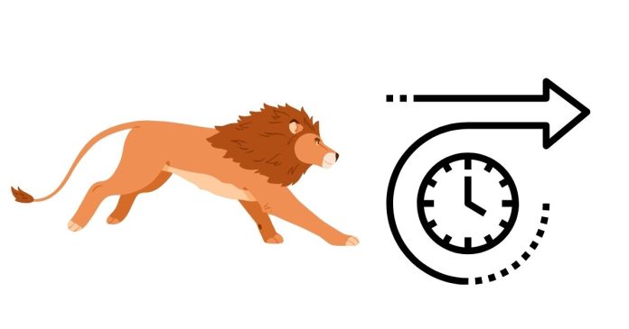 For how long can a lion run?