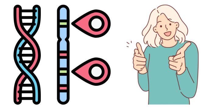 How Can You Create A Punnett Square To Display All Possible Genetic Combinations?