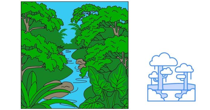 How Do You Compare And Contrast The Rainforest's Canopy?