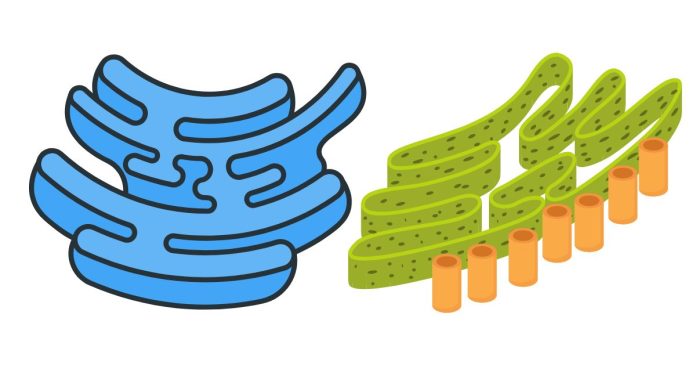 How Does the Rough Endoplasmic Reticulum Differ from the Smooth Endoplasmic Reticulum?