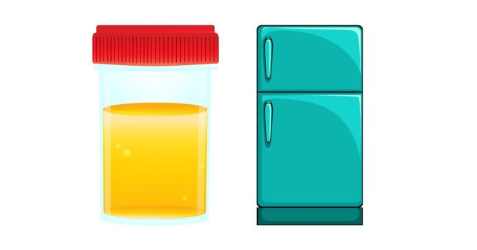 How Long Can Urine Be Stored in the Refrigerator for a Drug Test?