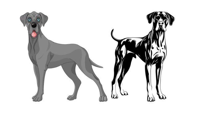 How Long Do Great Danes Live, on Average?