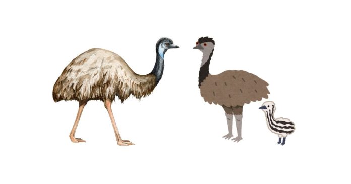 How Many Emus Are Typically Found in a Group?