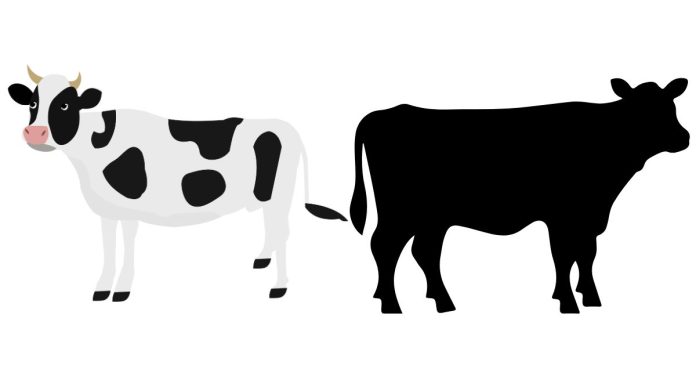 How Much Does A Full Grown Cow Cost In America