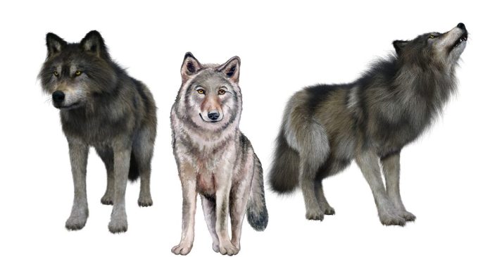 How Tall is the Gray Wolf?