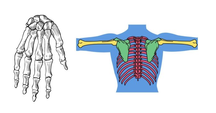 How are the phalanges in your arm relative to humerus