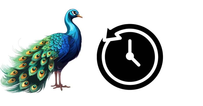 How many hours do peacocks sleep?