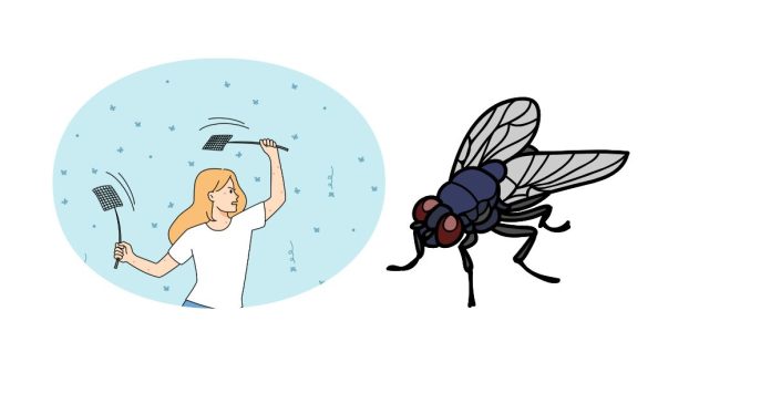 How to kill house flies instantly