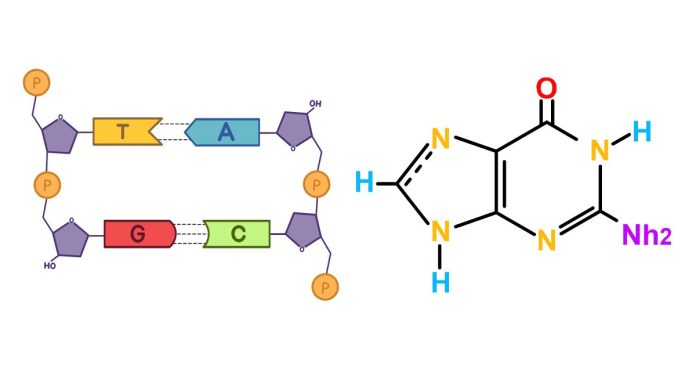 In DNA, Guanine Consistently Pairs Through Hydrogen Bonds With Which Base?