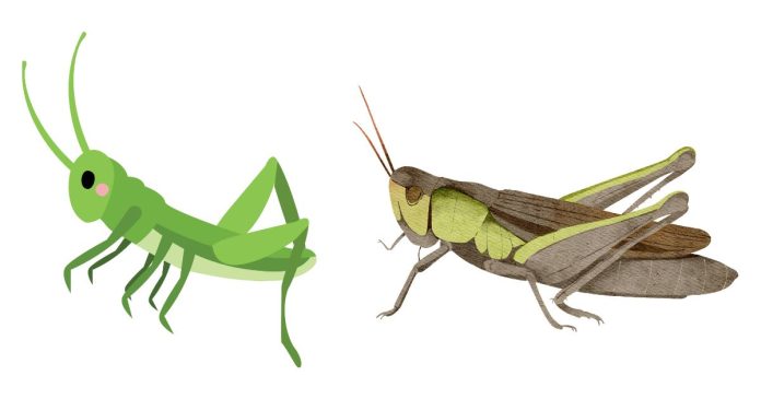 Is a grasshopper a producer consumer or decomposer.