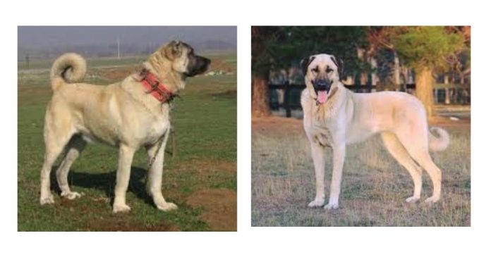 Kangal Dogs