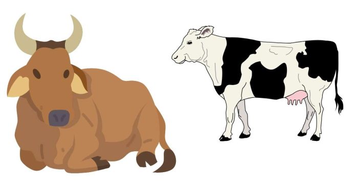 Male and female cattles are called?