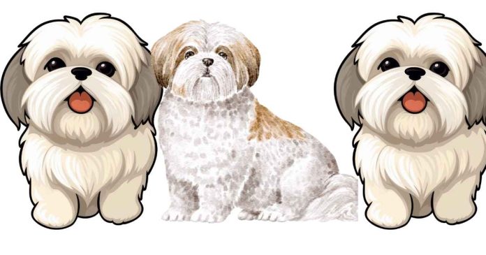 Pros and Cons of Maltese and Shih Tzu Dogs