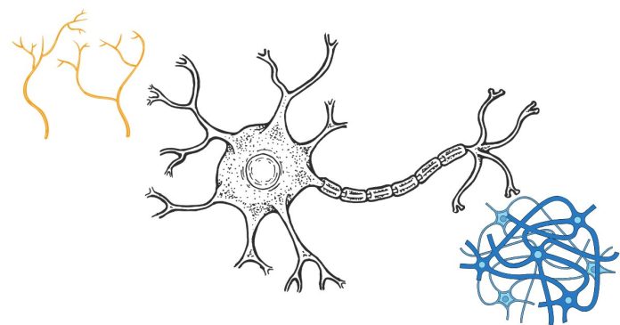 NERVE CELLS