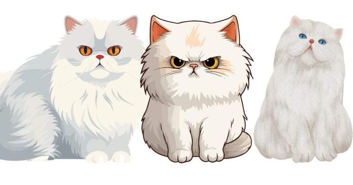 What does a Siamese/Persian mix cat look like?