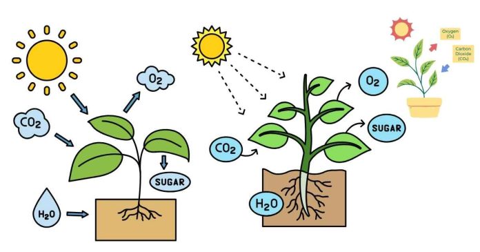 Which of the following are products of photosynthesis?