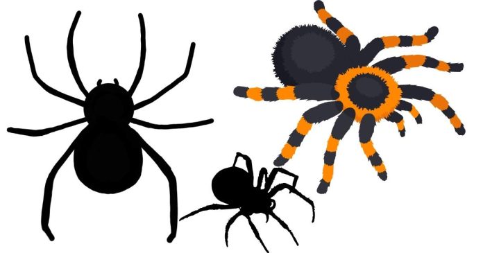 If there are 50 spiders, how many pairs of legs are there?