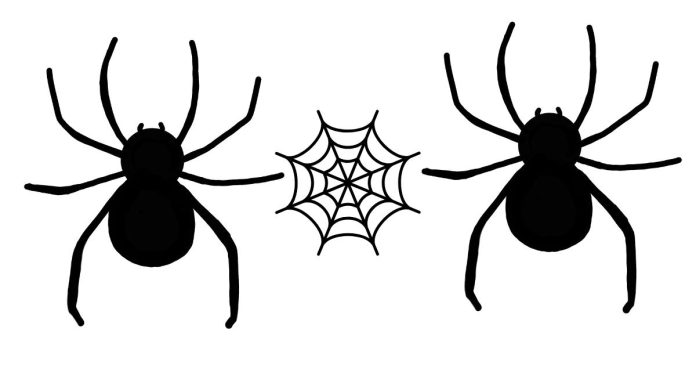 What is a black spider with a white stripe down it's back?