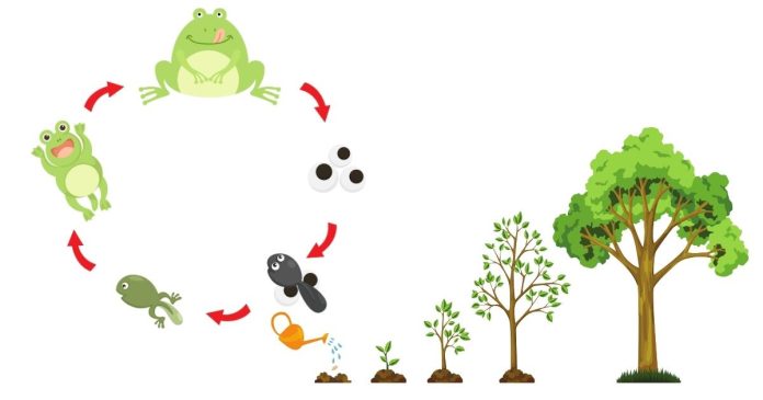 Stages and Diagram of Snake Life Cycle