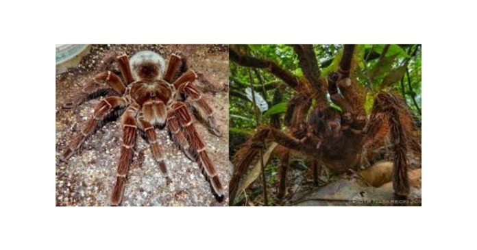 The Goliath Birdeater (Theraphosa blondi)